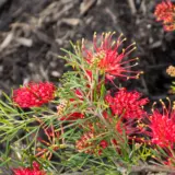 Grevillea Flaming Red (Pbr) Grevillea Flaming Red (Pbr)