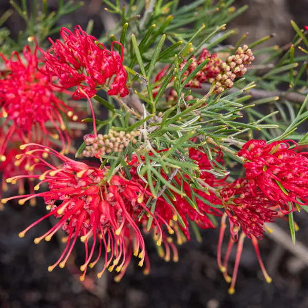 Grevillea Flaming Red (Pbr) Grevillea Flaming Red (Pbr)