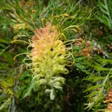 Grevillea Peaches And Cream Grevillea Peaches And Cream