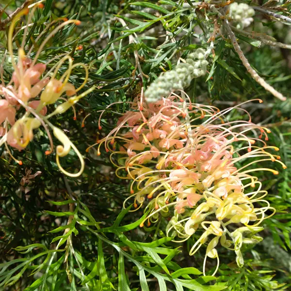 Grevillea Peaches And Cream Grevillea Peaches And Cream