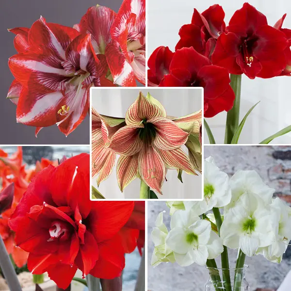 Hippeastrum Last Chance Collection 1 Hippeastrum Last Chance Collection 1