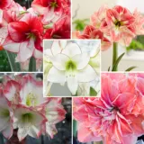 Hippeastrum Last Chance Collection 2 2025 Colhiplc2 - Garden Express Australia