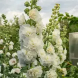 Hollyhock Double White P68holdwh - Garden Express Australia
