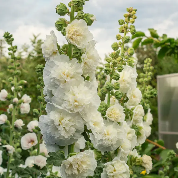 Hollyhock Double White