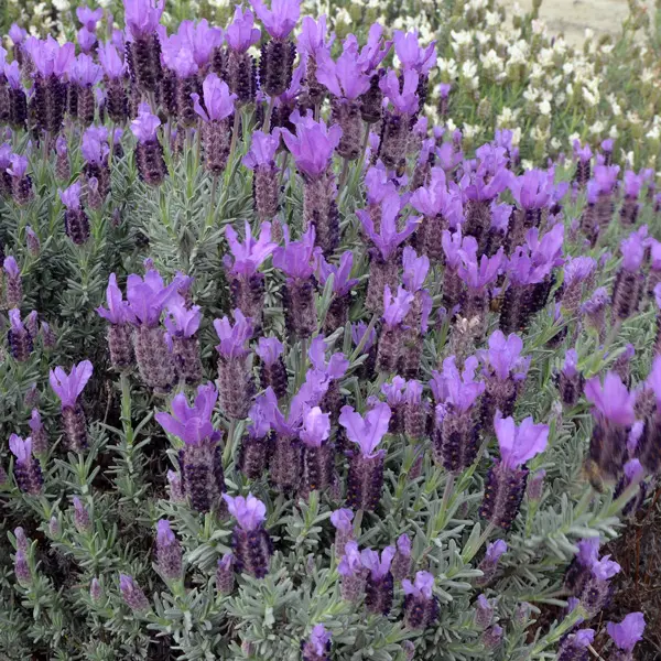 Lavender Varieties For Bee-Friendly Borders Lavender Varieties For Bee-Friendly Borders