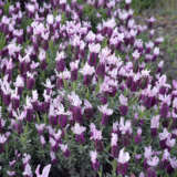 Lavender Sensation Pink Lavender Sensation Pink