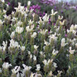 Lavender Sensation White Lavender Sensation White