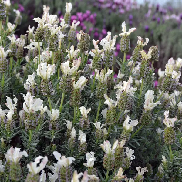Lavender Sensation White