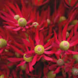 Leucadendron Cheeky Leucadendron Cheeky