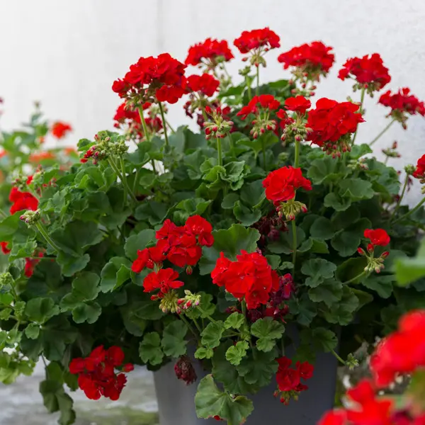 Pelargonium Red Geranium Pelargonium Red Geranium