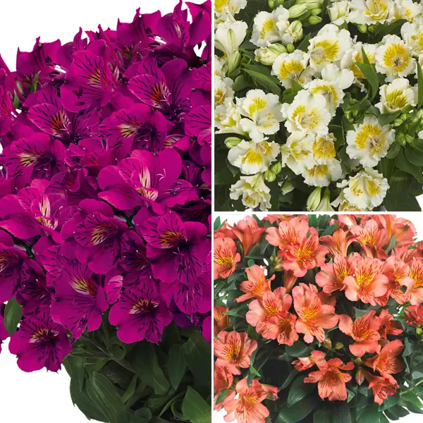 Princess Lily Collection 4- 3 Plants