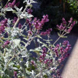 Salvia Lancelot Salvia Lancelot