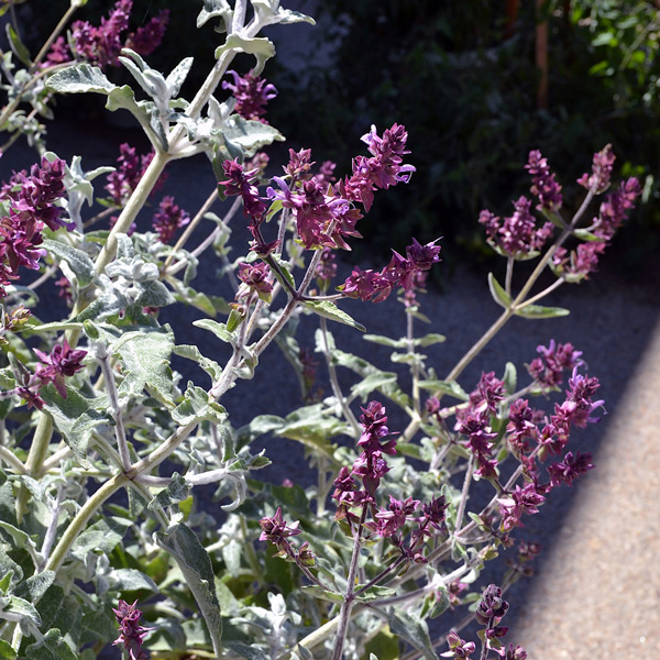 Salvia Lancelot Salvia Lancelot