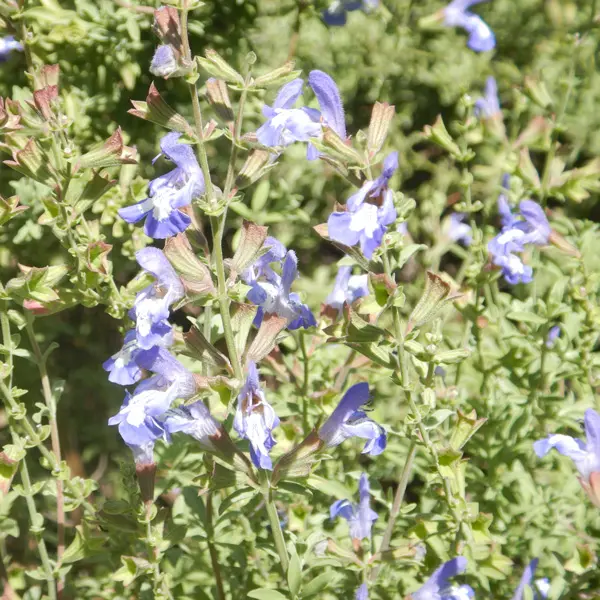 Salvia Muirii- Cape Sage Salvia Muirii- Cape Sage