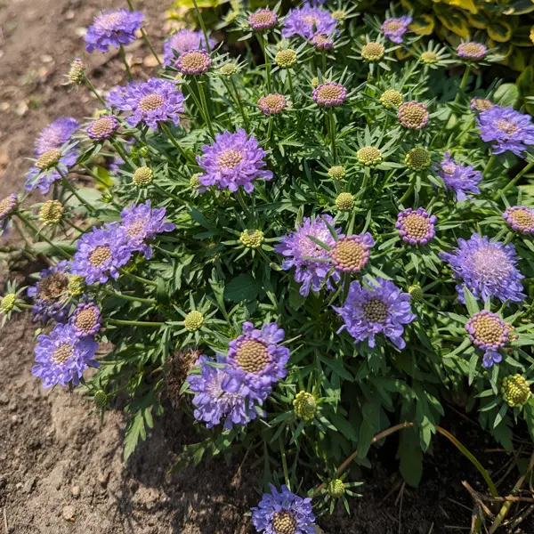 Scabiosa Alpina Scabiosa Alpina