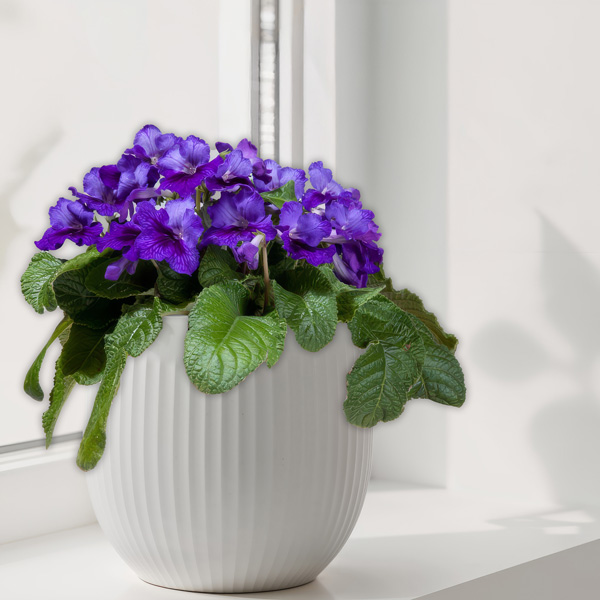 Streptocarpus Ladyslippers Deep Blue Vein Streptocarpus Ladyslippers Deep Blue Vein