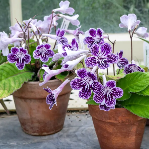 Streptocarpus Ladyslippers Grape Ice Streptocarpus Ladyslippers Grape Ice