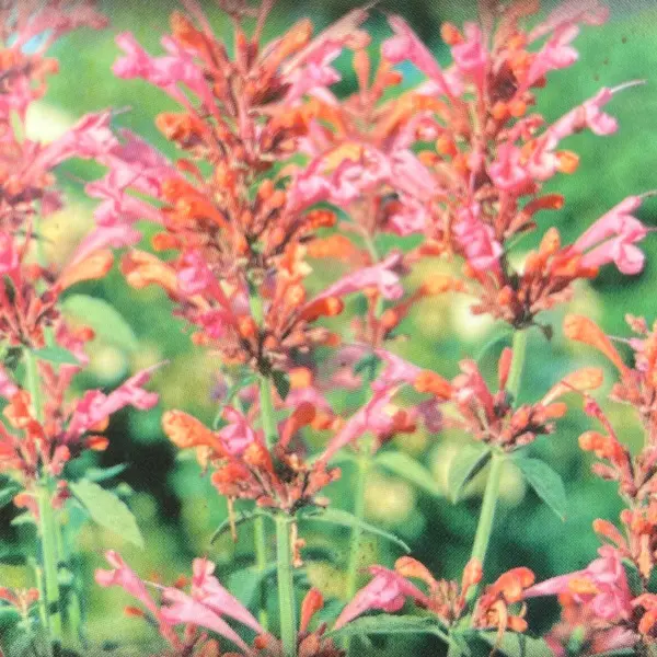 Agastache Sweet Lili Agastache Sweet Lili