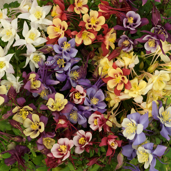 Aquilegia Earlybird Mixed Aquilegia Earlybird Mixed