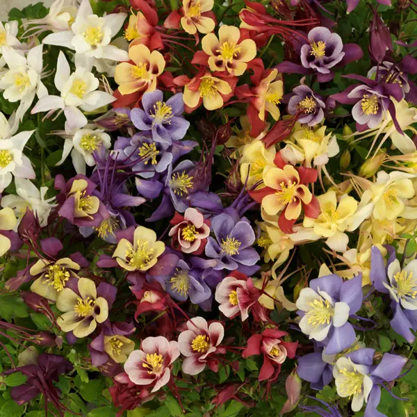 Aquilegia Earlybird Mixed Aquilegia Earlybird Mixed