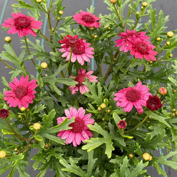 Argyranthemum Double Raspberry Argyranthemum Double Raspberry