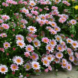 Argyranthemum Lollies Marshmallow Argyranthemum Lollies Marshmallow