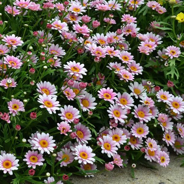 Argyranthemum Lollies Marshmallow Argyranthemum Lollies Marshmallow
