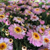 Argyranthemum Pink White Argyranthemum Pink White