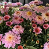 Argyranthemum Pink White P14argpwh - Garden Express Australia