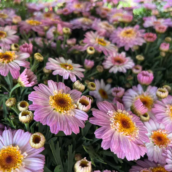 Argyranthemum Pink White Argyranthemum Pink White