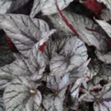 Begonia Arctic Breeze