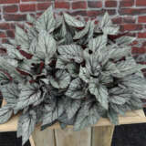 Begonia Arctic Breeze P68begabr - Garden Express Australia