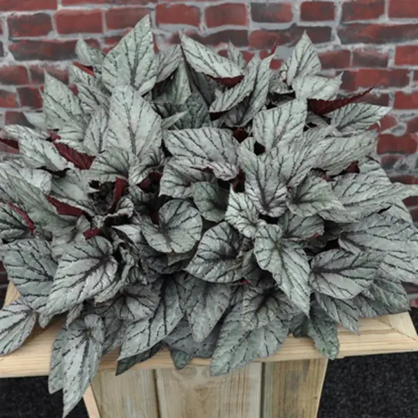 Begonia Arctic Breeze Begonia Arctic Breeze