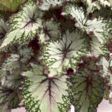 Begonia Asian Tundra Begonia Asian Tundra