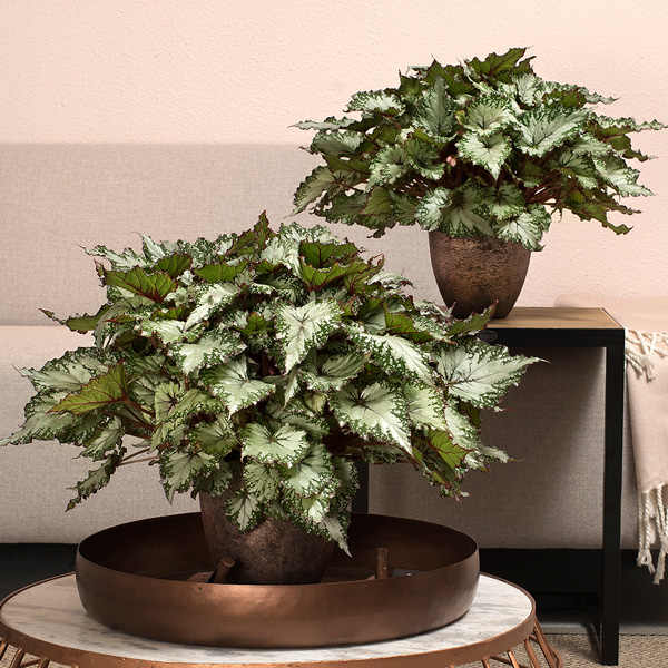 Begonia Asian Tundra