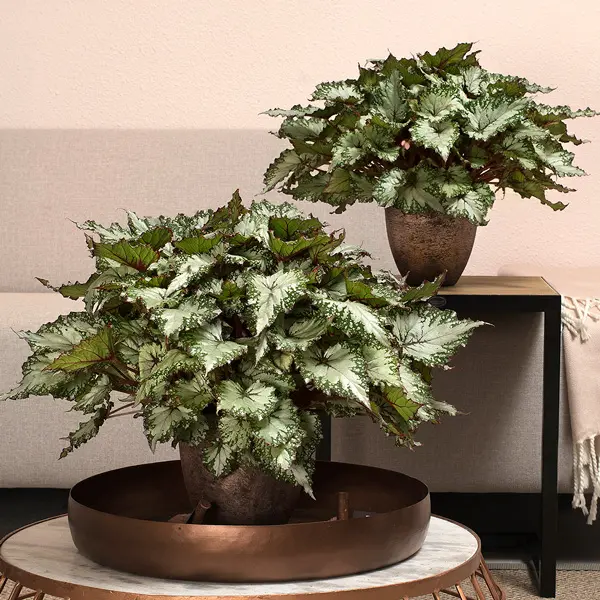 Begonia Asian Tundra Begonia Asian Tundra