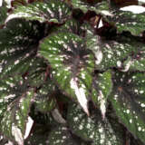Begonia Forest Stream Begonia Forest Stream