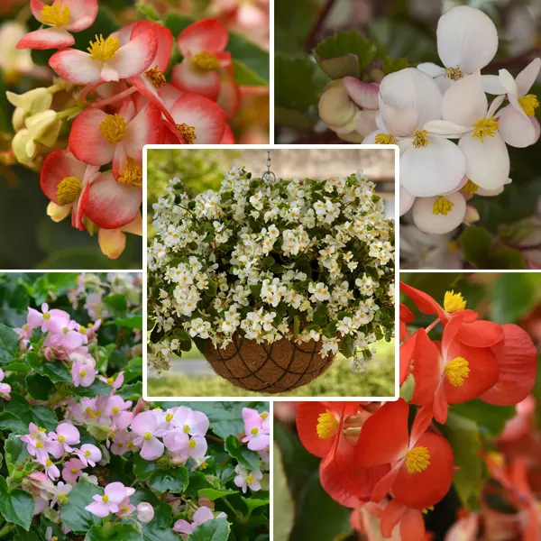 Begonia Hula Collection