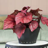 Begonia Inca Flame Begonia Inca Flame