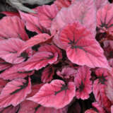 Begonia Indian Summer