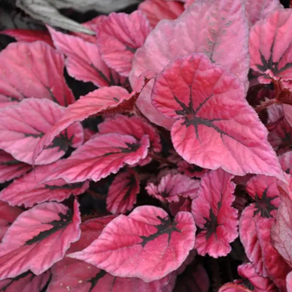 Begonia Indian Summer