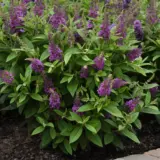 Buddleja Chrysalis Blue P68budcbl - Garden Express Australia
