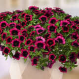 Calibrachoa Dracula Calibrachoa Dracula