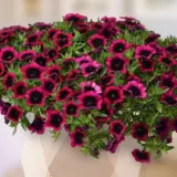 Calibrachoa Dracula P14caldra - Garden Express Australia