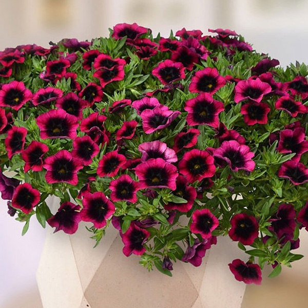 Calibrachoa Dracula Calibrachoa Dracula