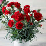 Carnation Dinamic Dark Red