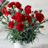 Carnation Dinamic Dark Red - Garden Express Australia