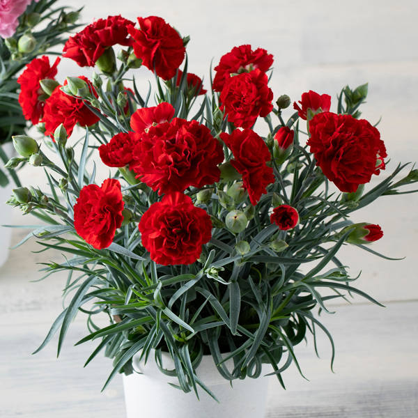 Carnation Dinamic Dark Red