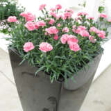 Carnation Dinamic Pink