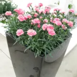 Carnation Dinamic Pink P12cardpn - Garden Express Australia